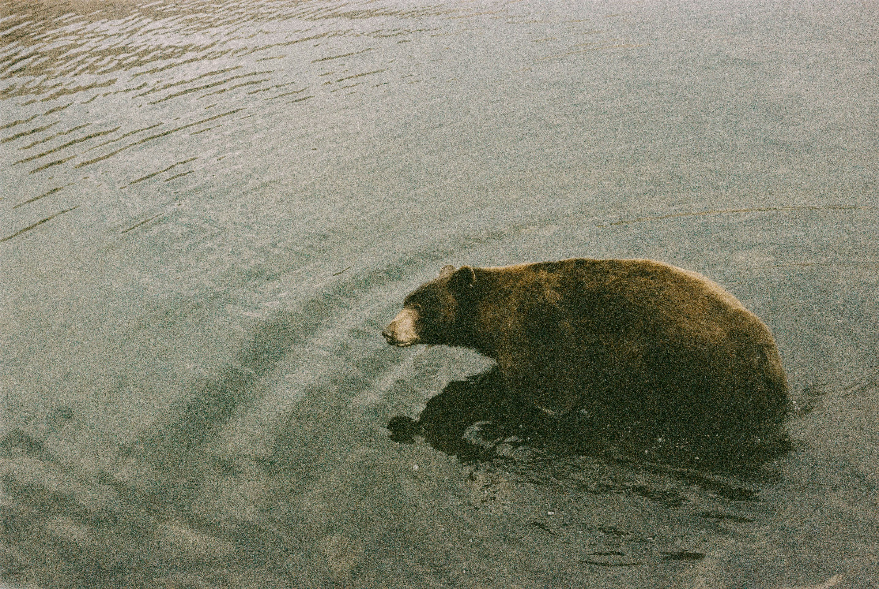 brown bear on body of water during daytime