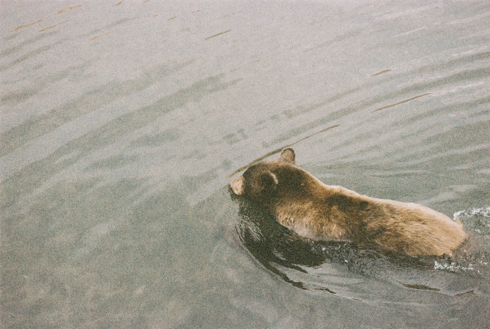 brown bear on water during daytime