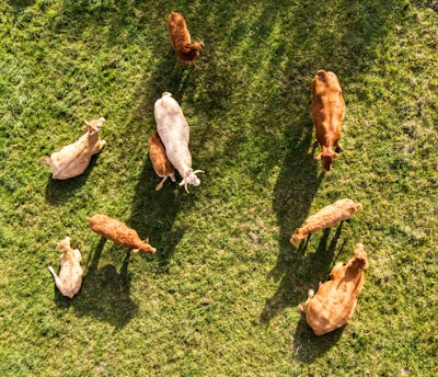 Commercial Drone Surveying In Stone, Staffordshire