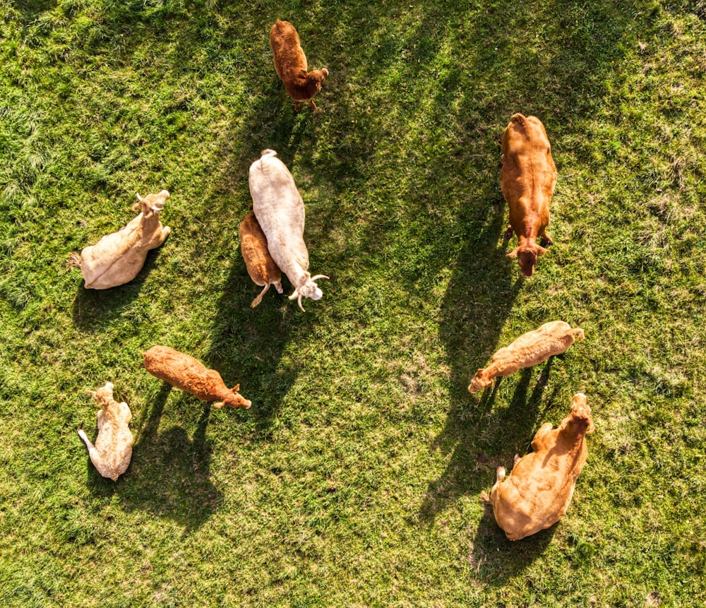 Uccello marrone e bianco su erba verde