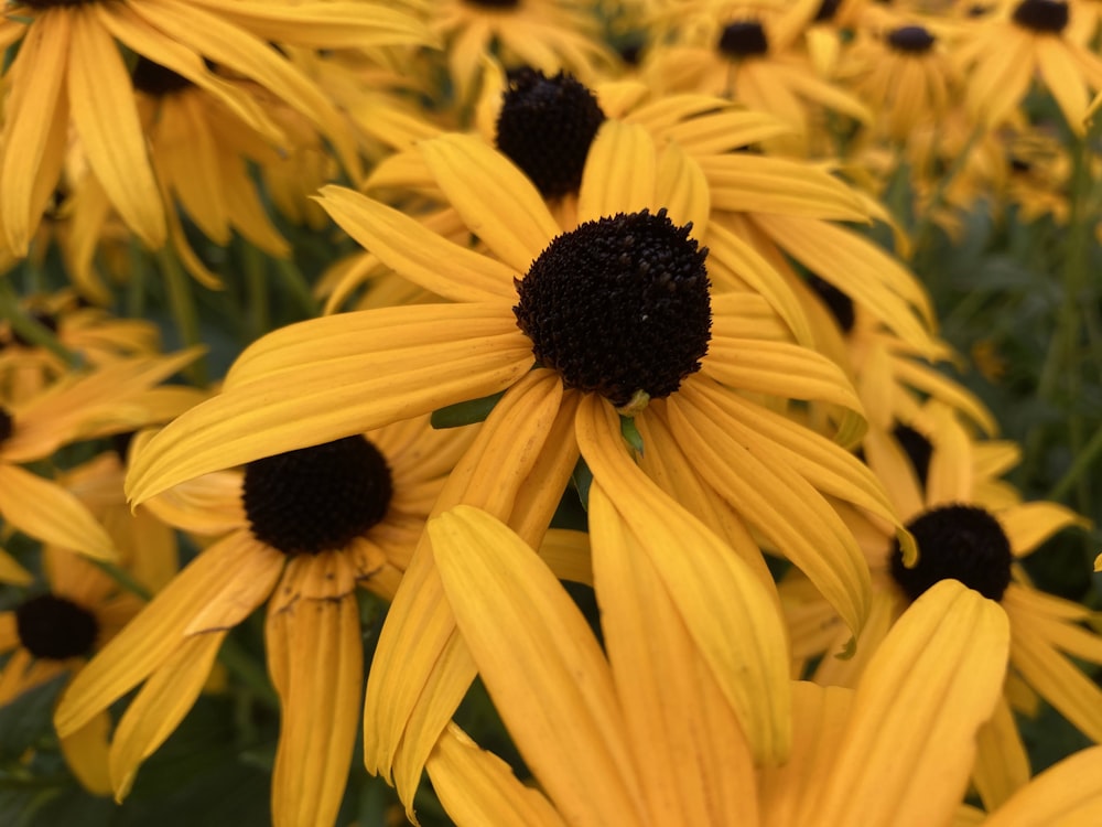 yellow sunflower in close up photography