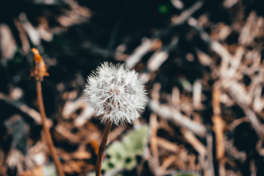 white dandelion in close up photography