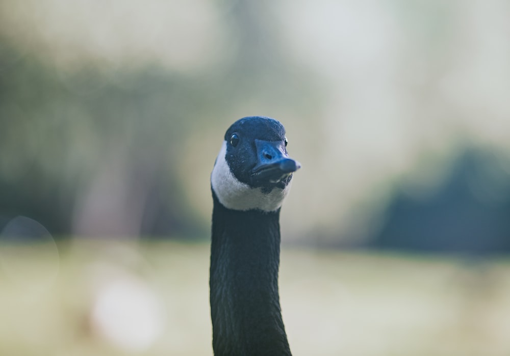 black and white duck in tilt shift lens