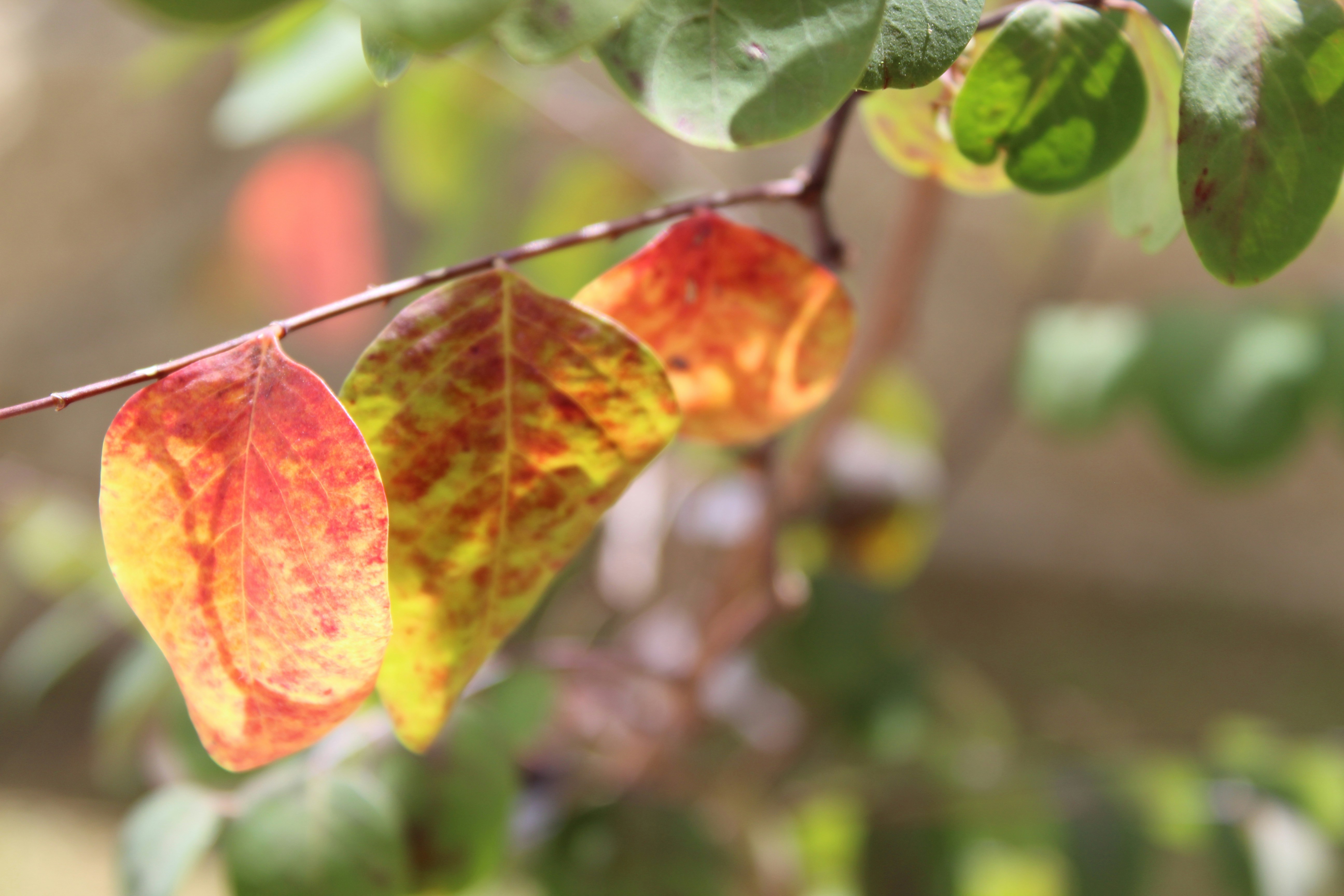 Hojas verdes y marrones en la lente de cambio de inclinación