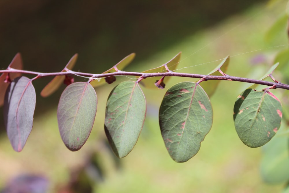 green leaves in tilt shift lens