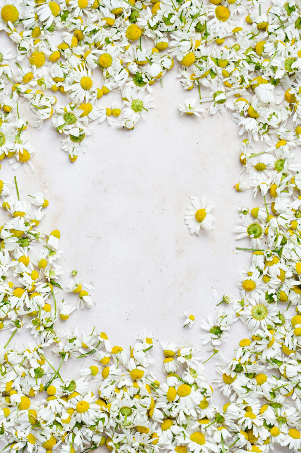 flores blancas y amarillas durante el día