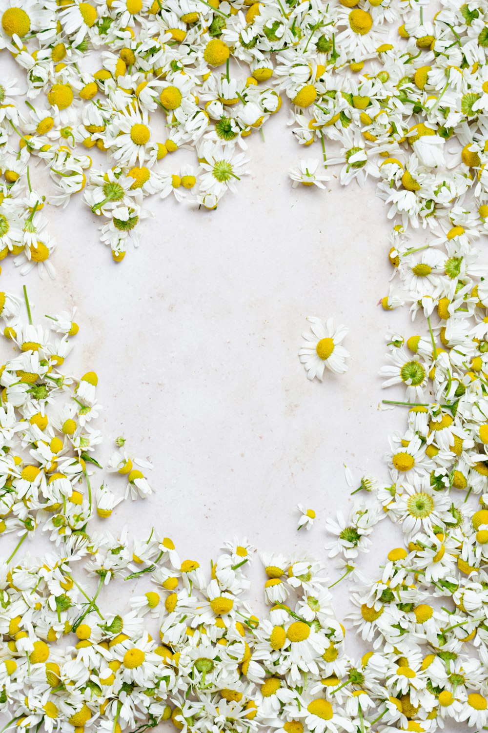 昼間の白と黄色の花