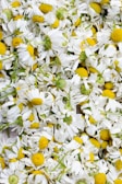white and yellow flowers Chamomile