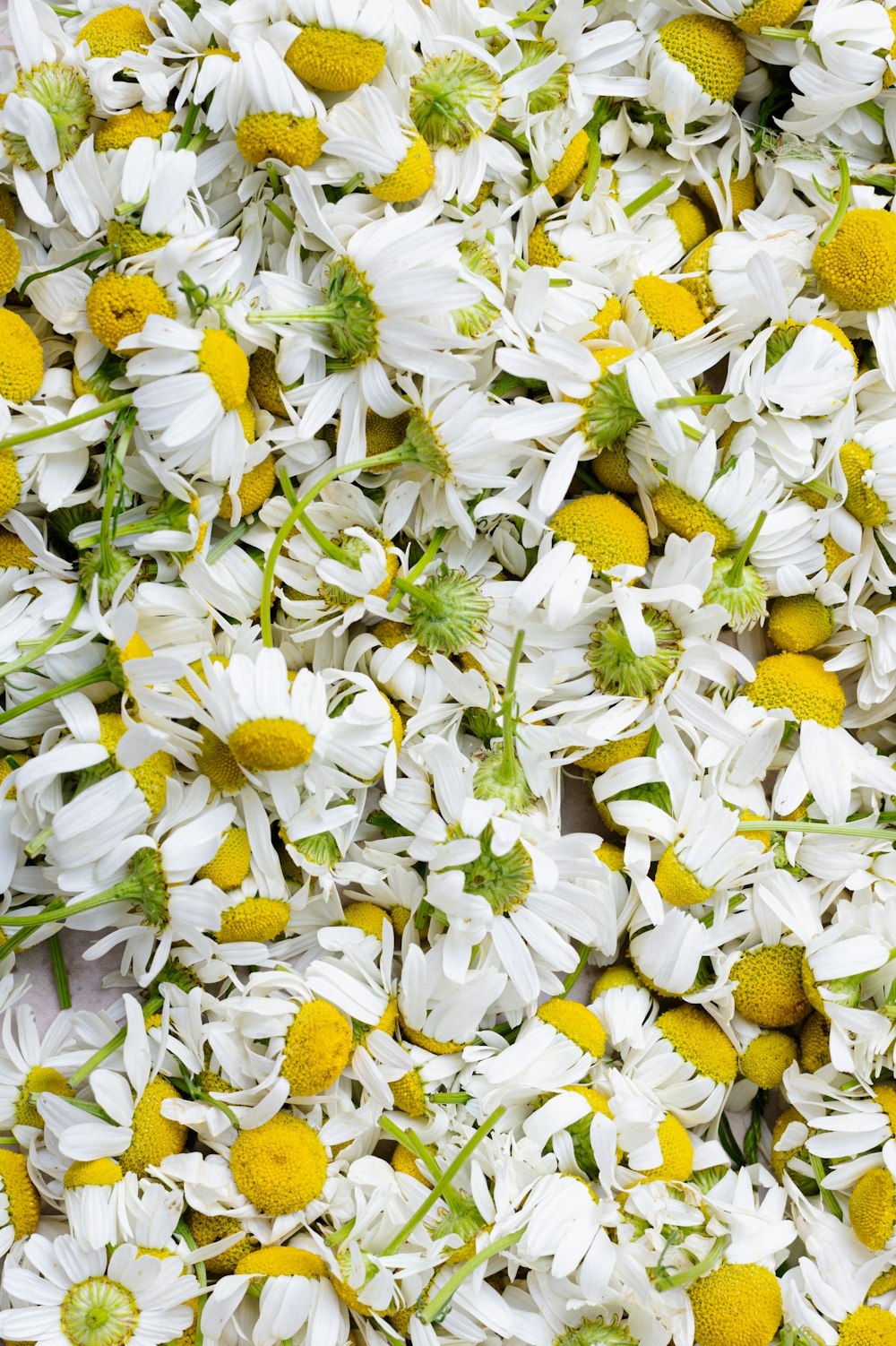 flores blancas y amarillas durante el día