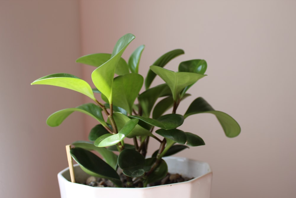 Planta verde en maceta de cerámica blanca