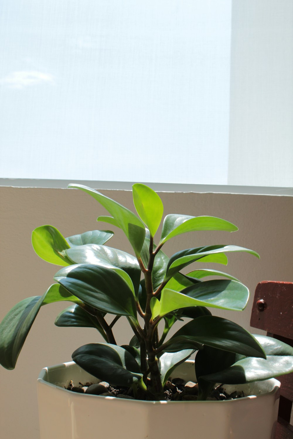 green plant in white pot