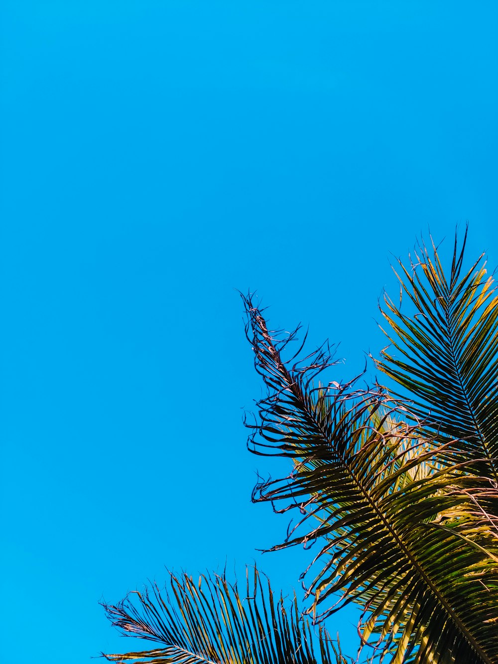 green palm tree under blue sky during daytime