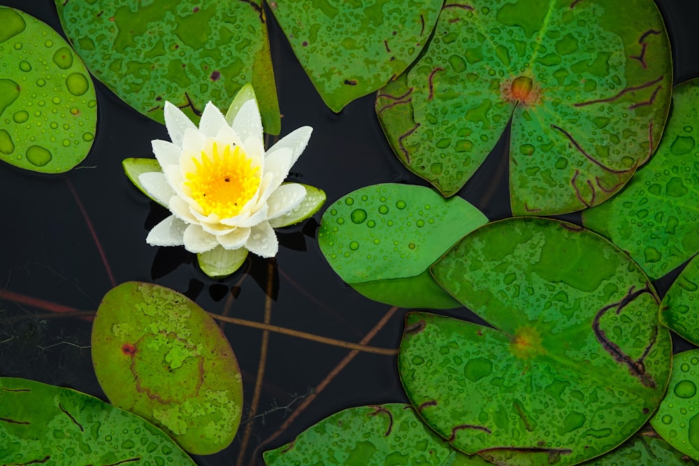 white lotus flower on water