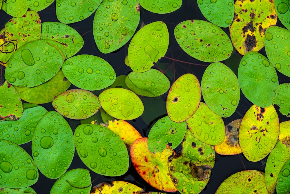 green and yellow leaves on water