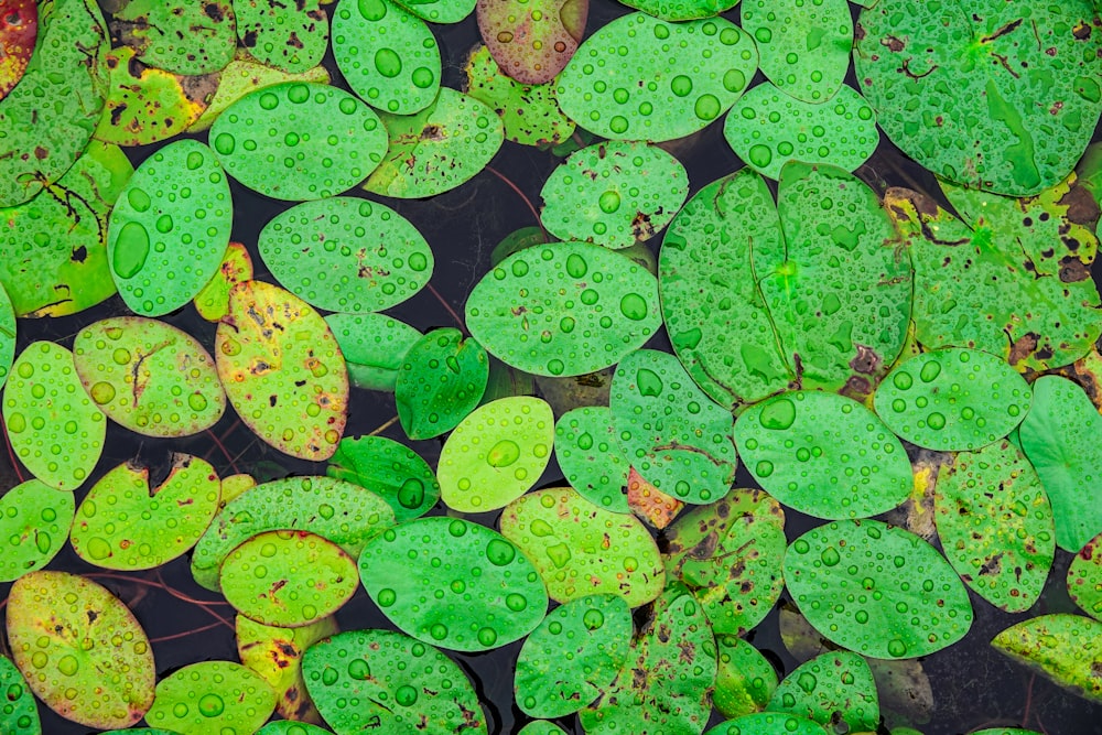 green leaves with water droplets