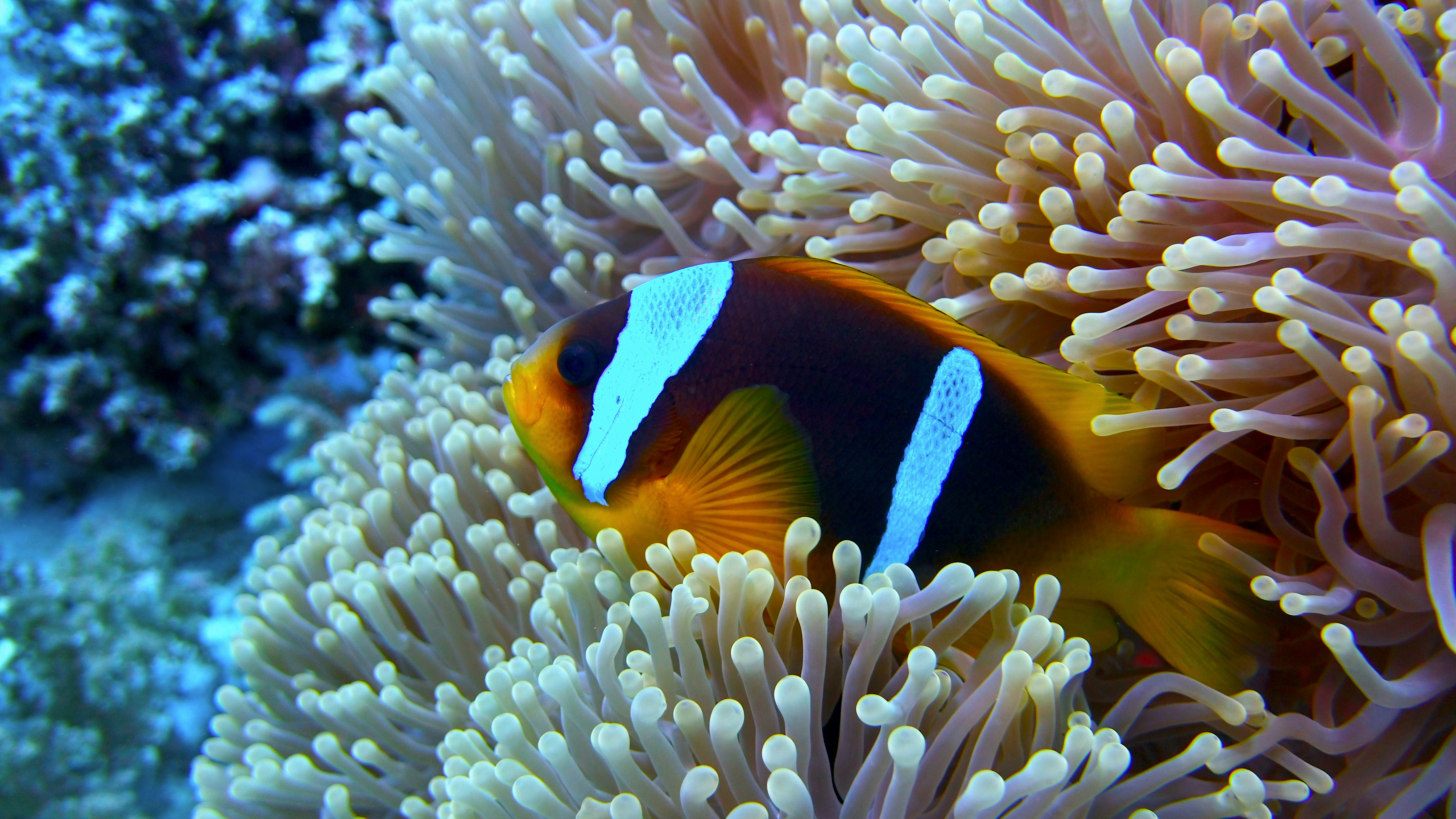 オレンジと白のカクレクマノミの写真 Unsplashで見つける紅海の無料写真