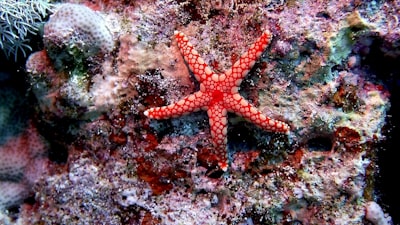 red and white starfish on coral reef