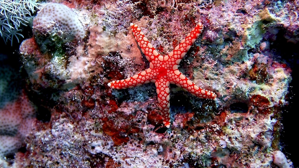 Roter und weißer Seestern am Korallenriff