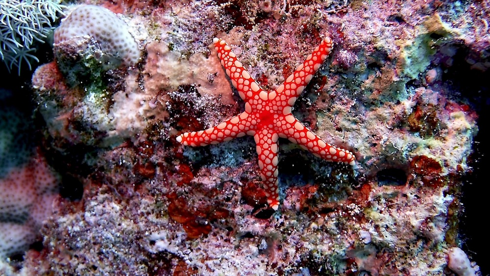 Estrellas de mar rojas y blancas en arrecifes de coral