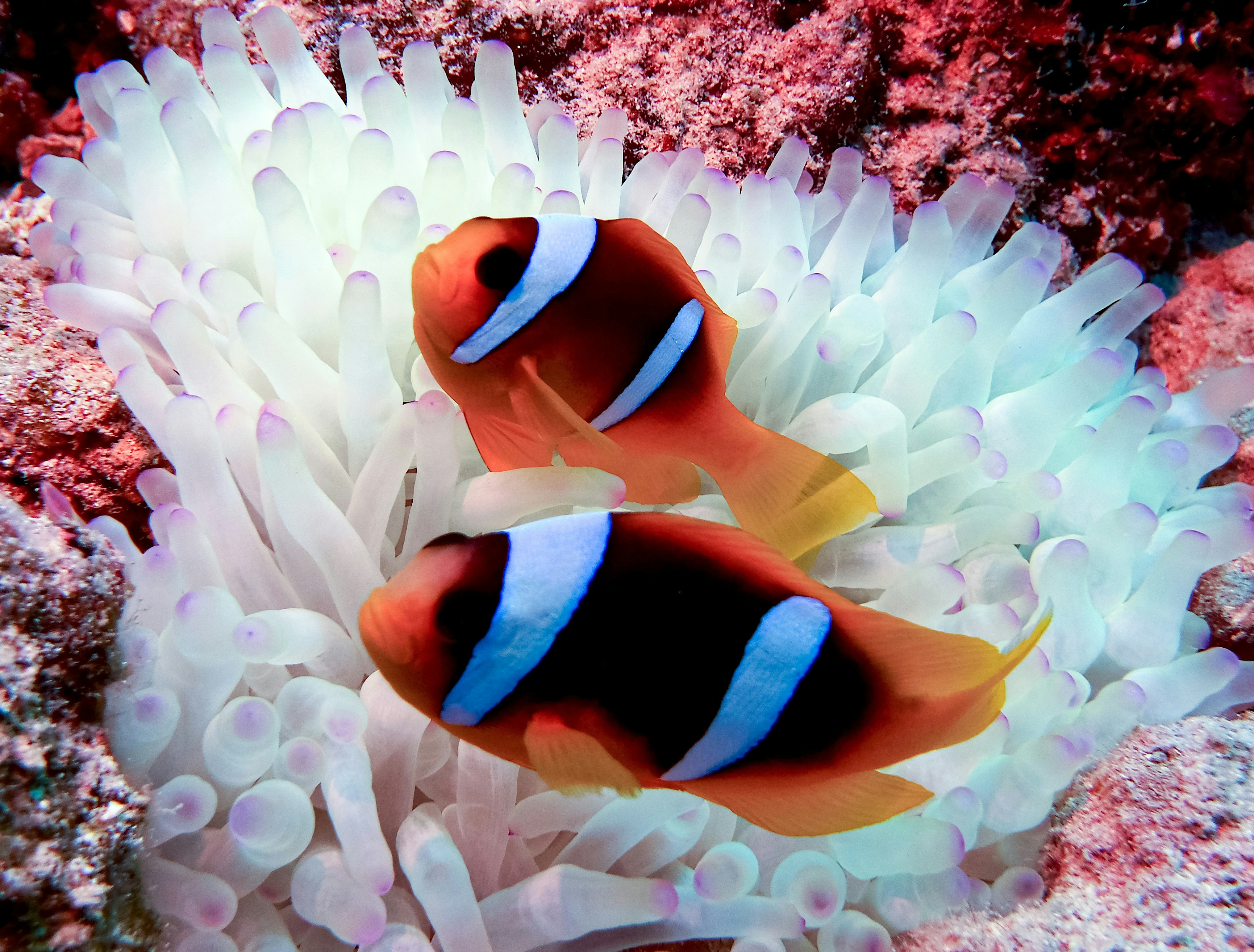 The Importance of Size in Clownfish Society (image credits: unsplash)