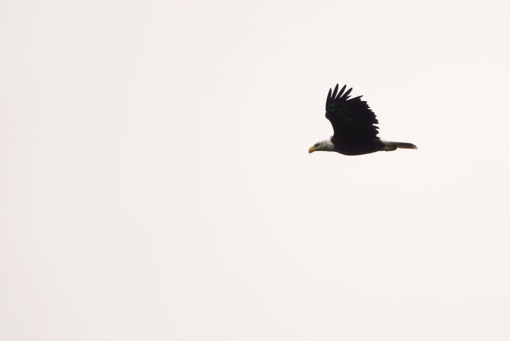 black and white eagle flying