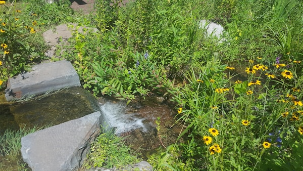 Natural CBD Wellness Products