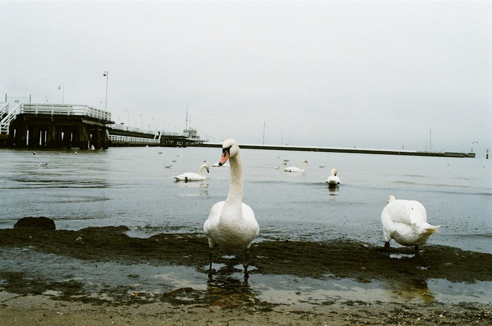 Cisne blanco en el agua cerca del puente durante el día