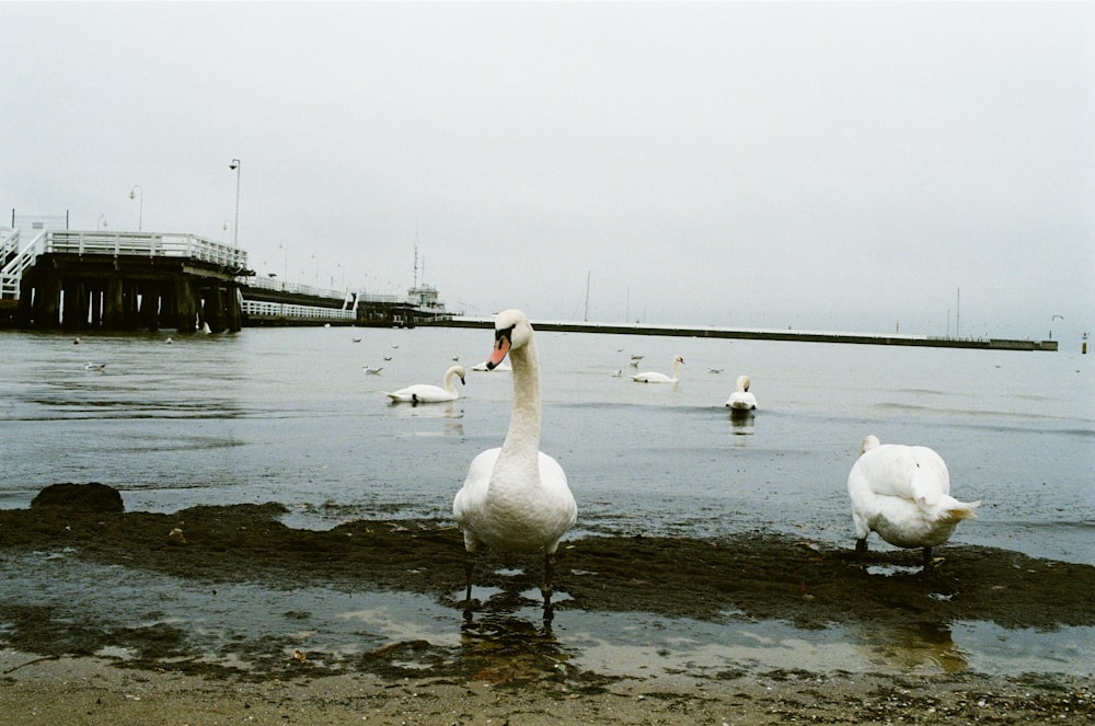Weißer Schwan tagsüber auf dem Wasser in der Nähe der Brücke
