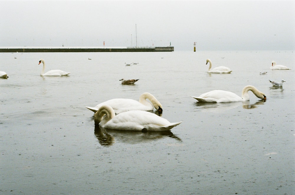 white swans on water during daytime