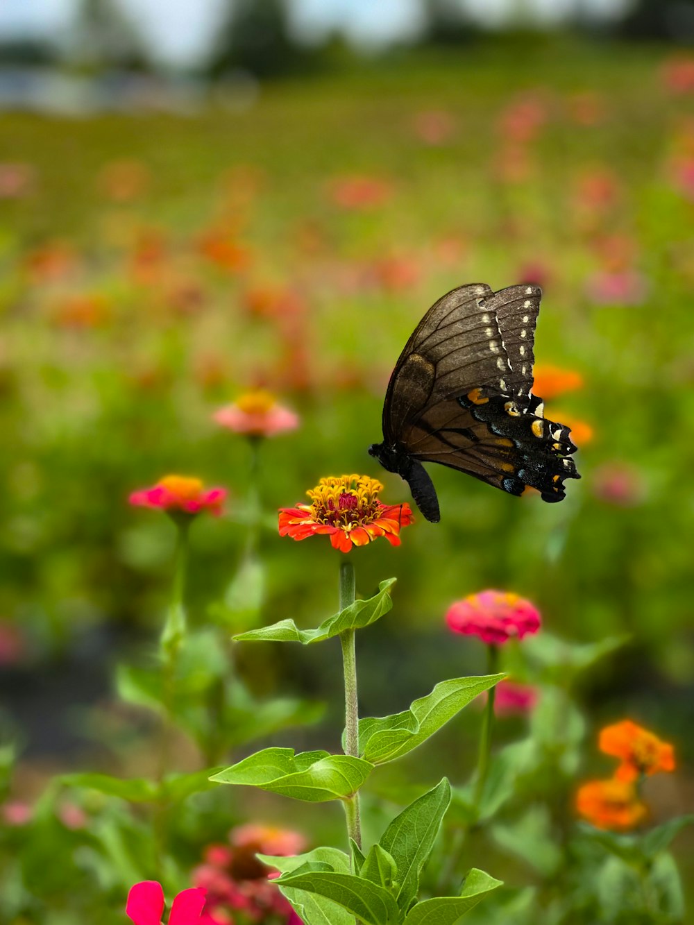 black and brown butterfly on pink flower