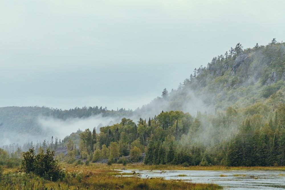 green trees near body of water during daytime