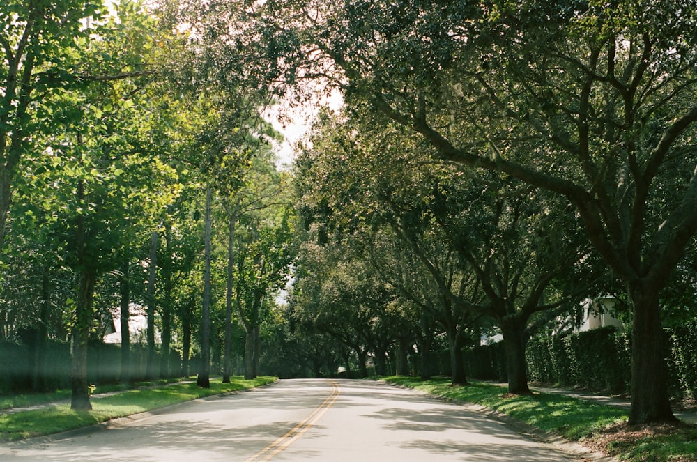 green trees on gray concrete road during daytime