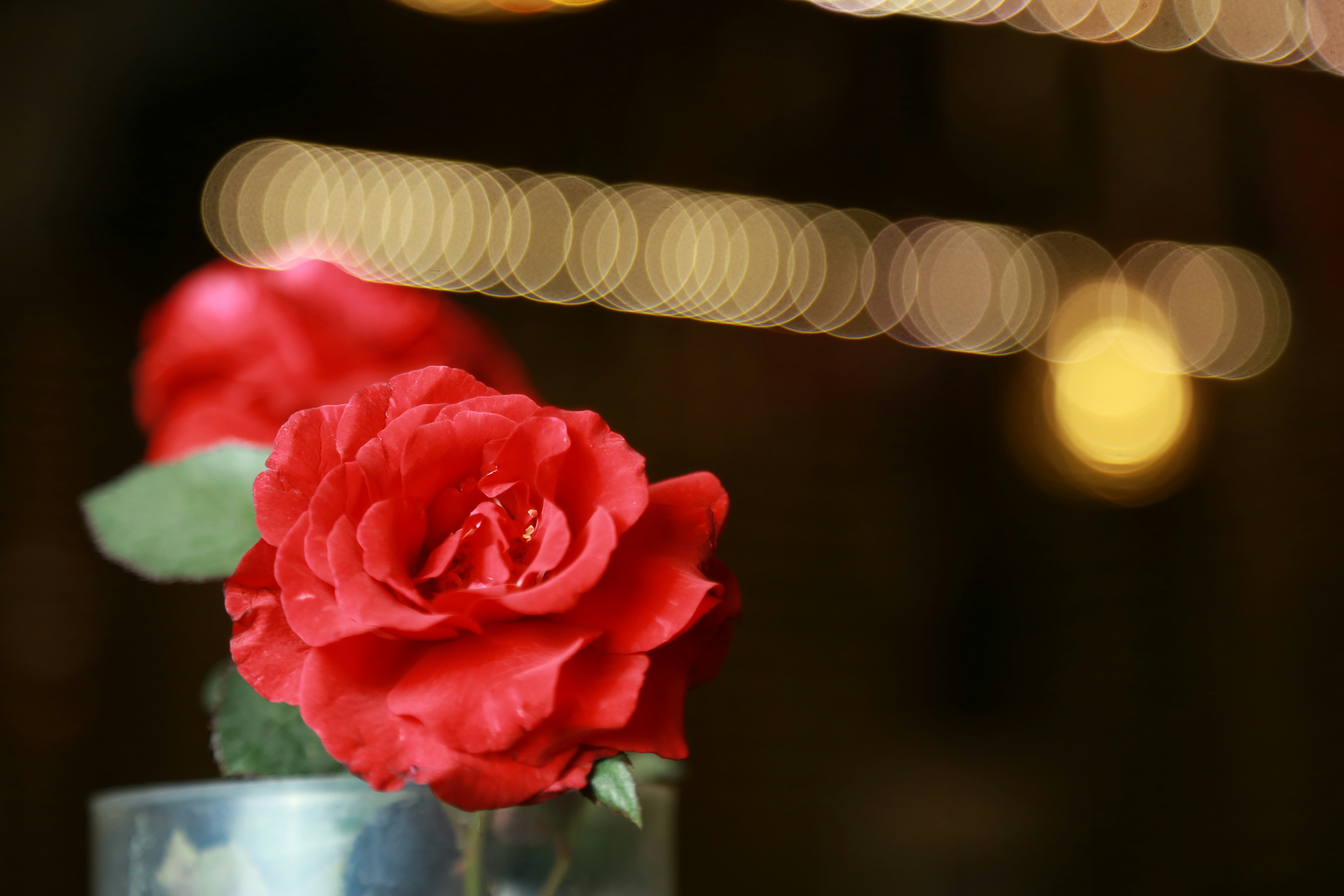 Red rose in clear glass vase photo Free Karachi Image on Unsplash