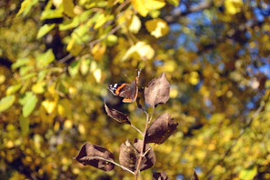 Artistic shot of a swallowtail butterfly resting on a leaf with sunlight filtering through