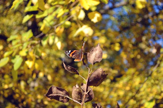 Artistic shot of a swallowtail butterfly resting on a leaf with sunlight filtering through