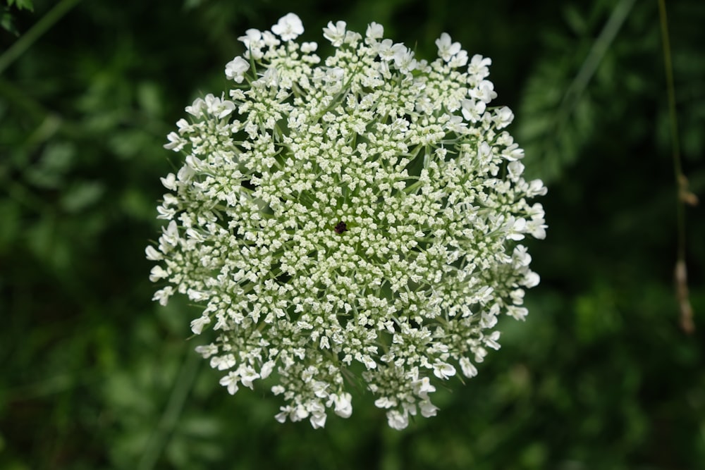 white flowers in tilt shift lens