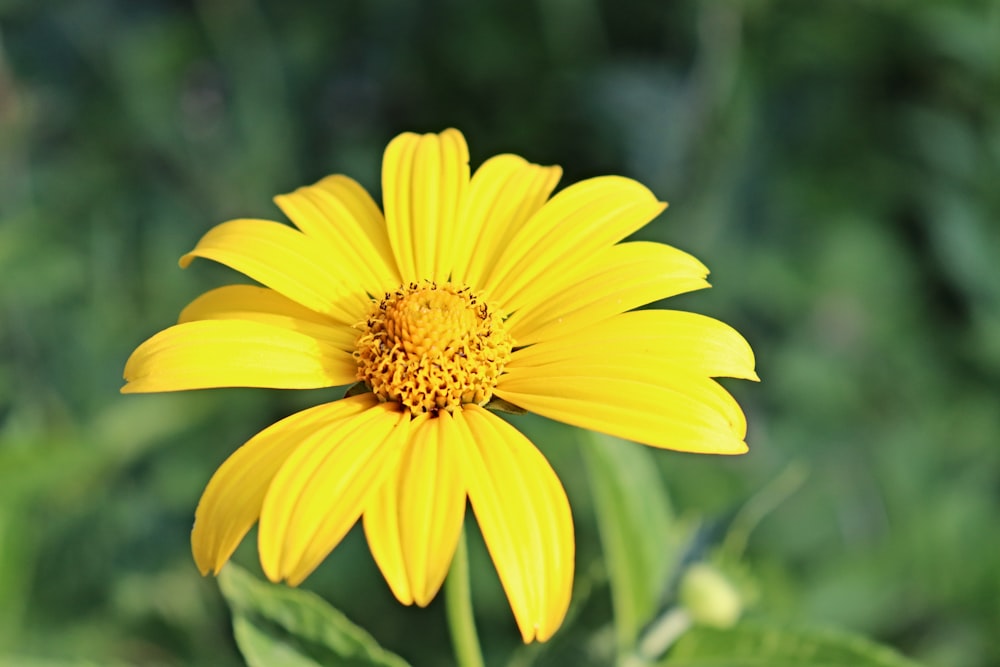 yellow flower in tilt shift lens