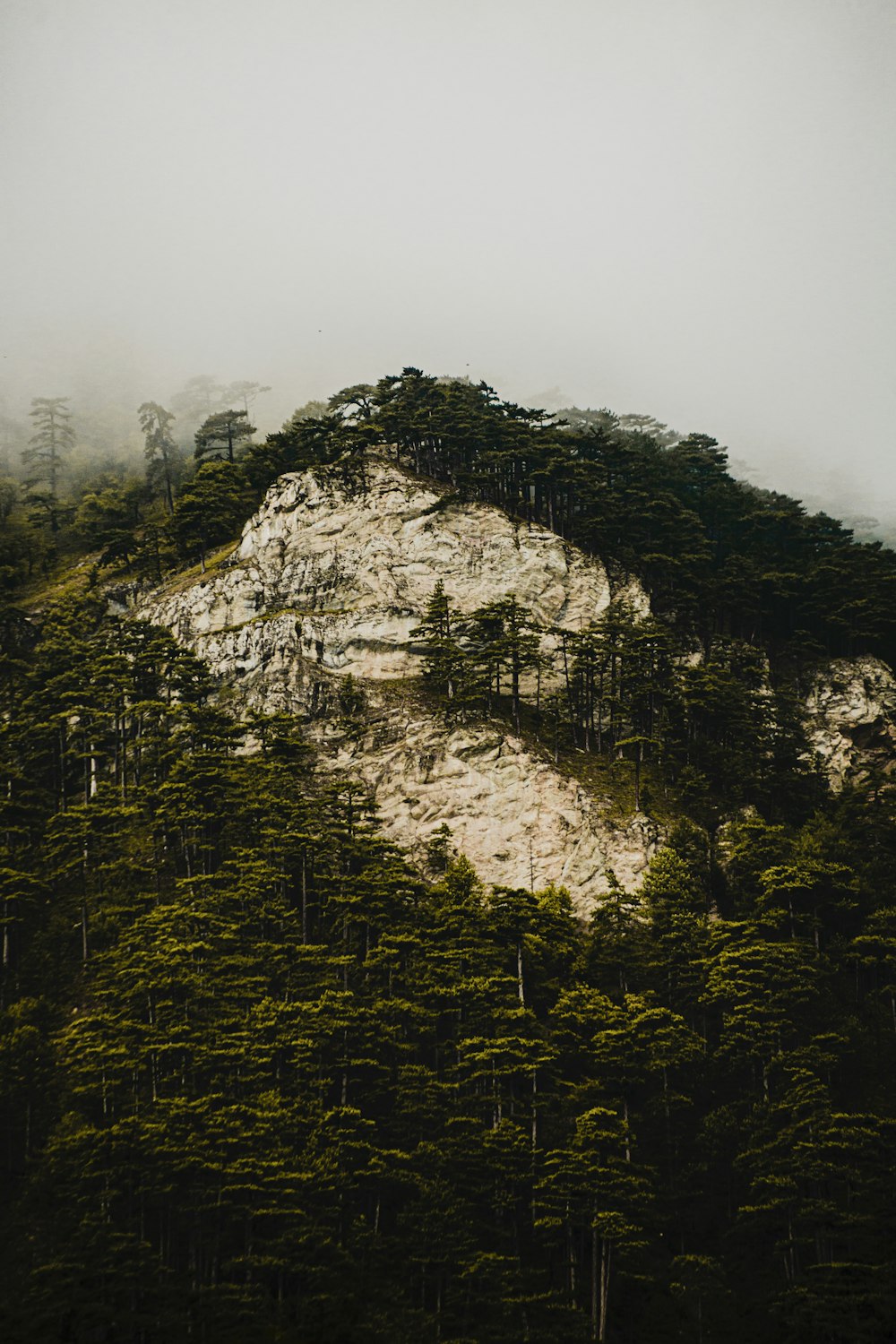 green trees on rocky mountain