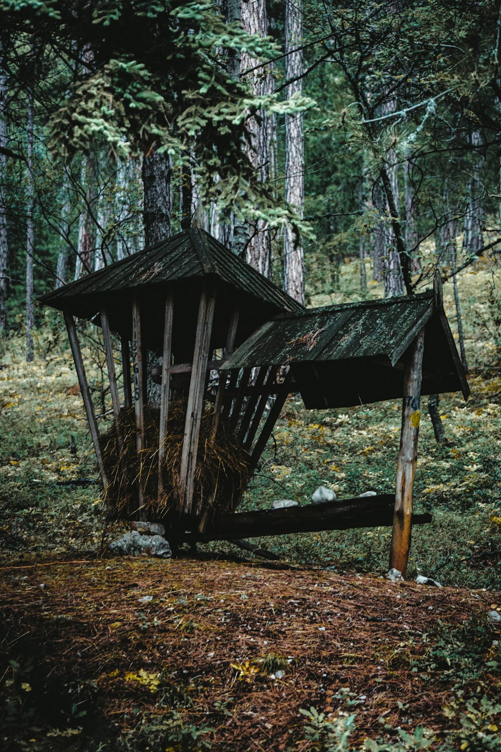 brown wooden house in forest during daytime