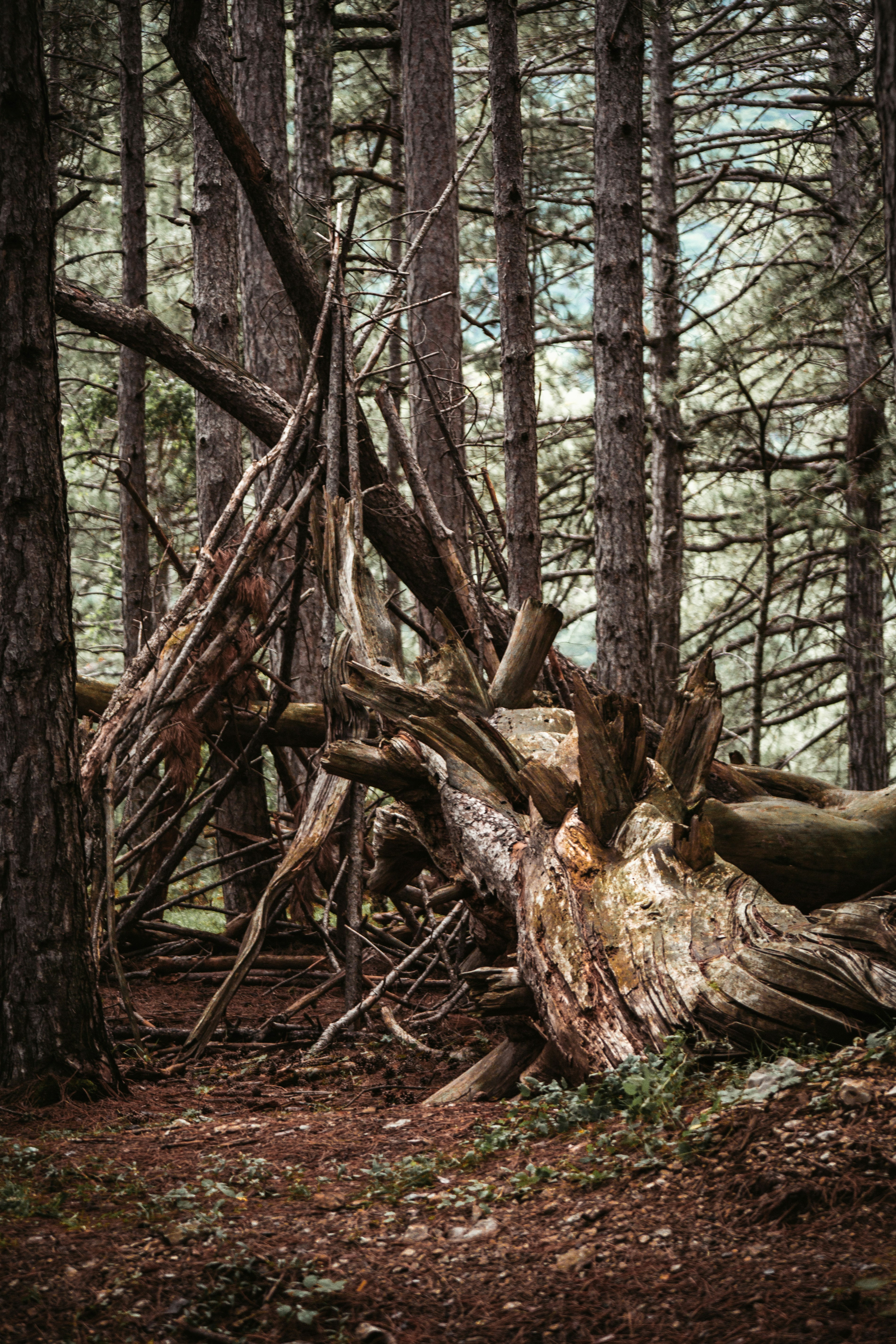 brown tree trunk on brown soil
