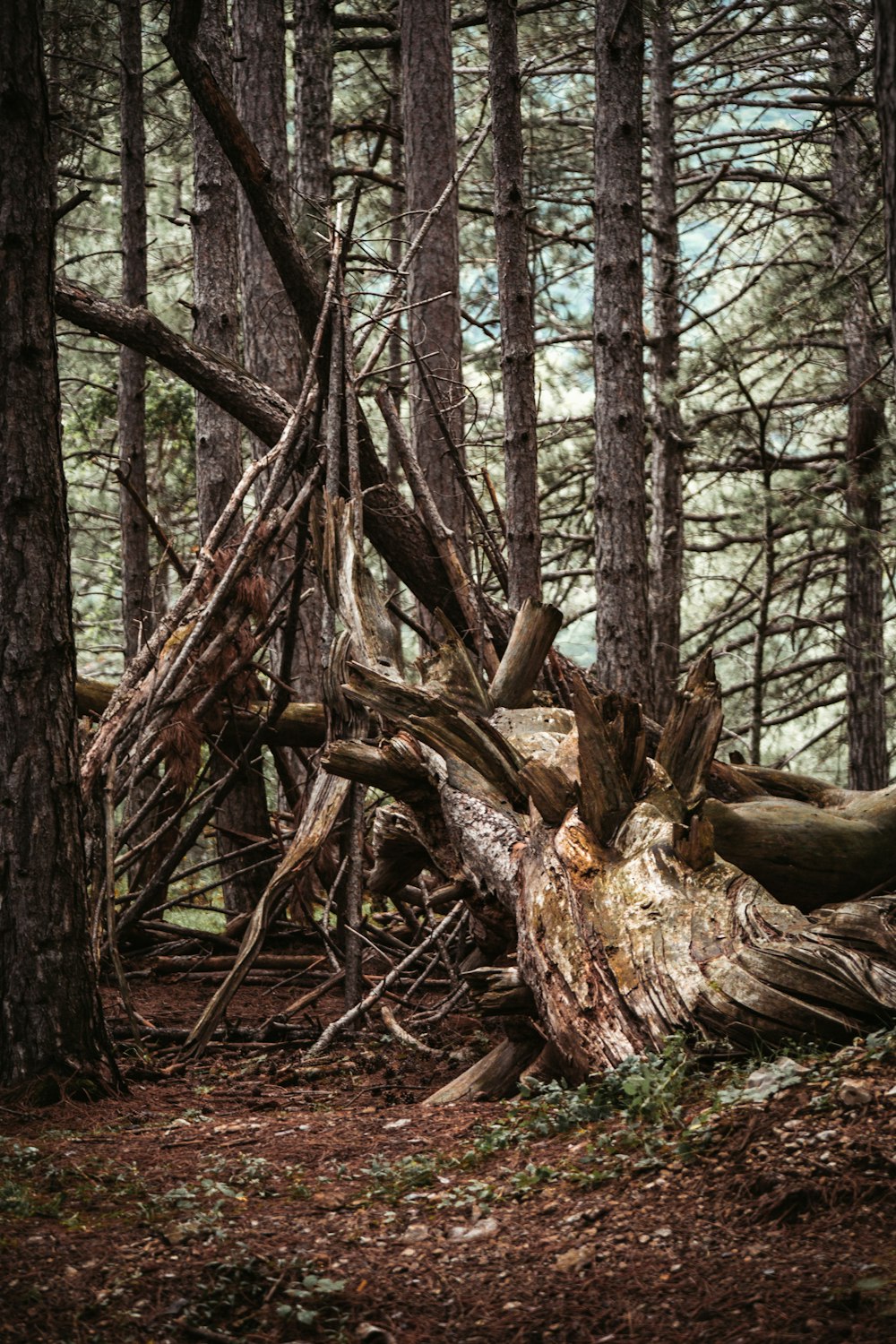 brown tree trunk on brown soil