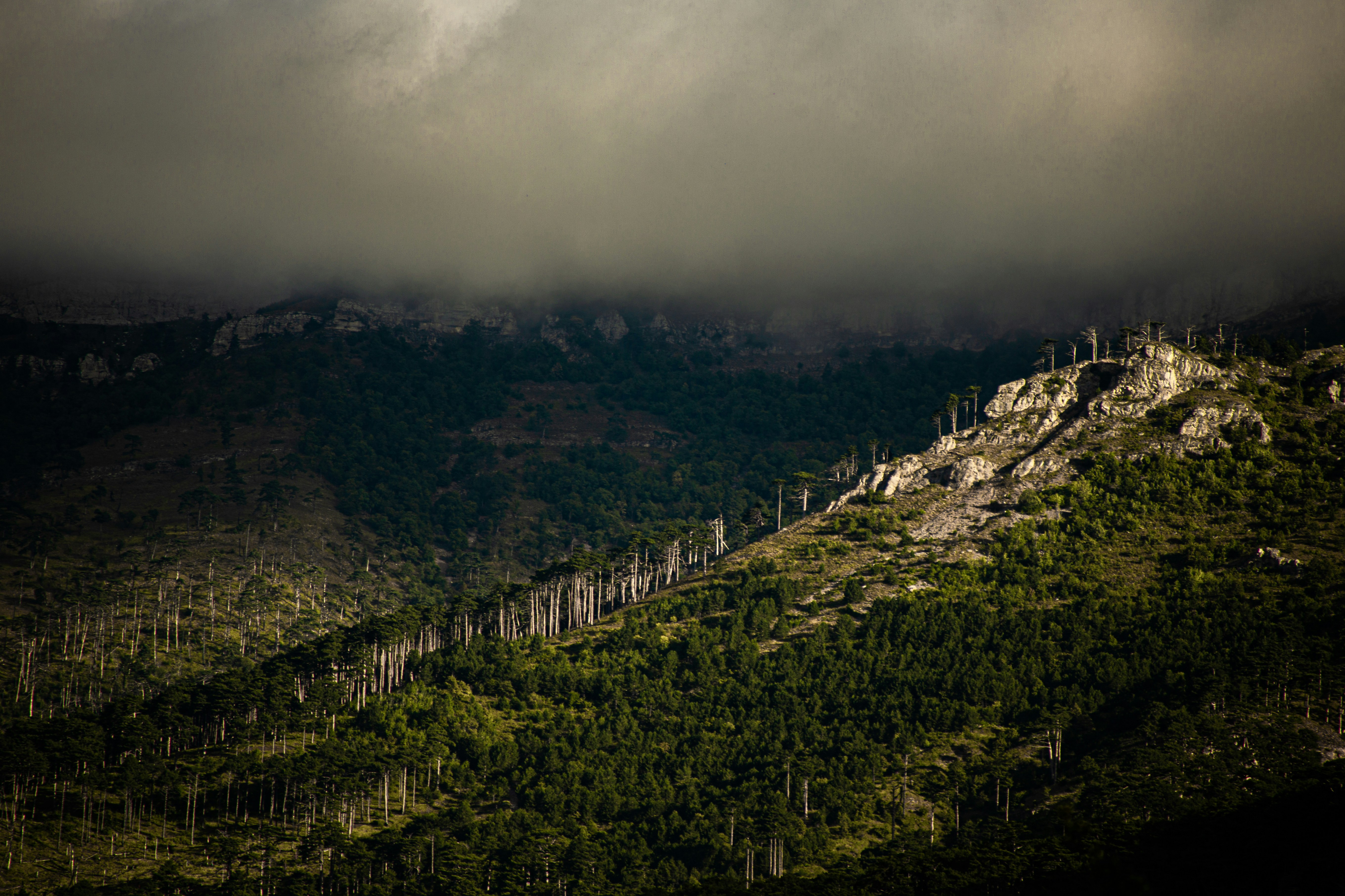 green trees on mountain under white sky during daytime