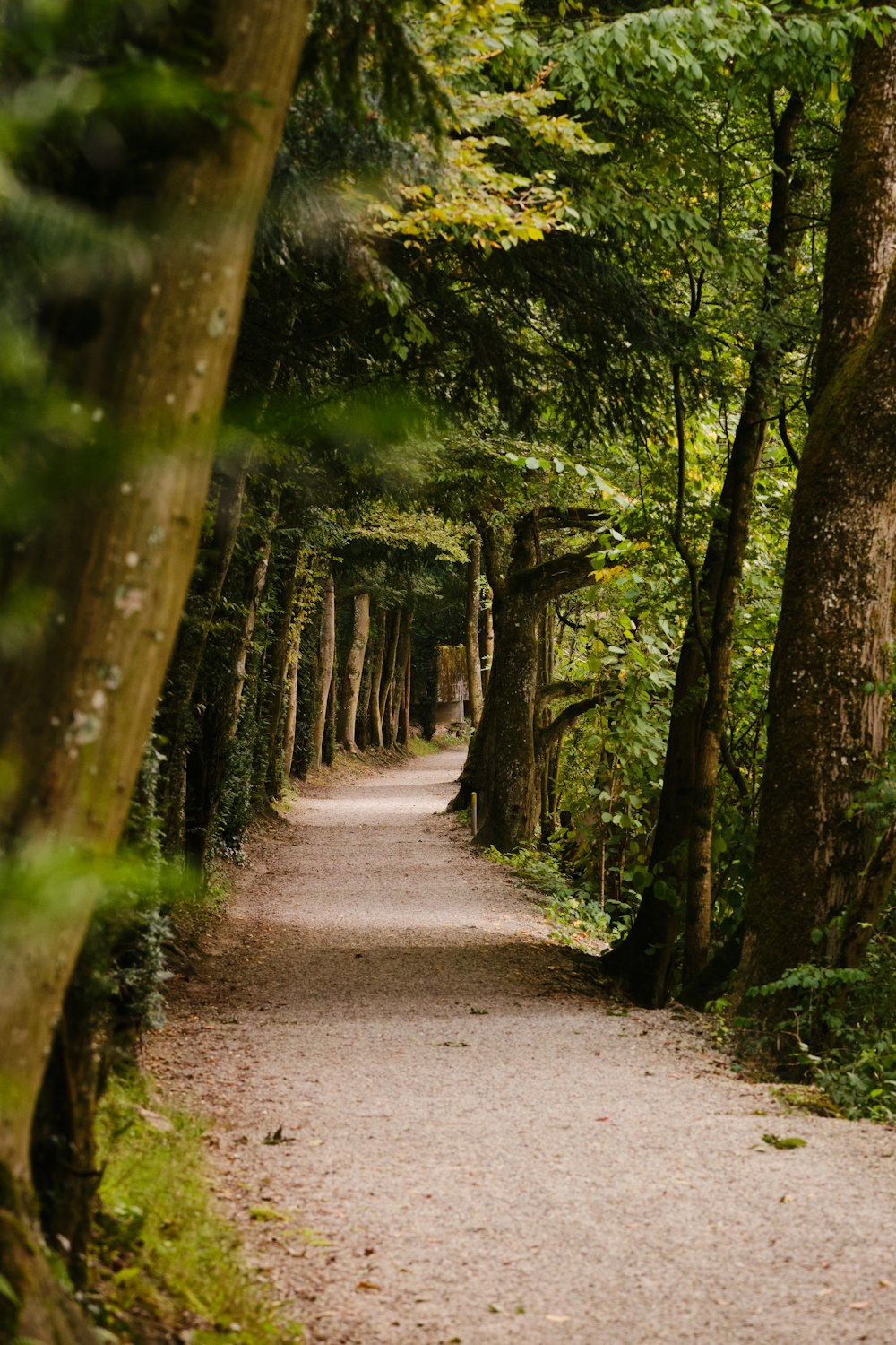 gray pathway between green trees during daytime