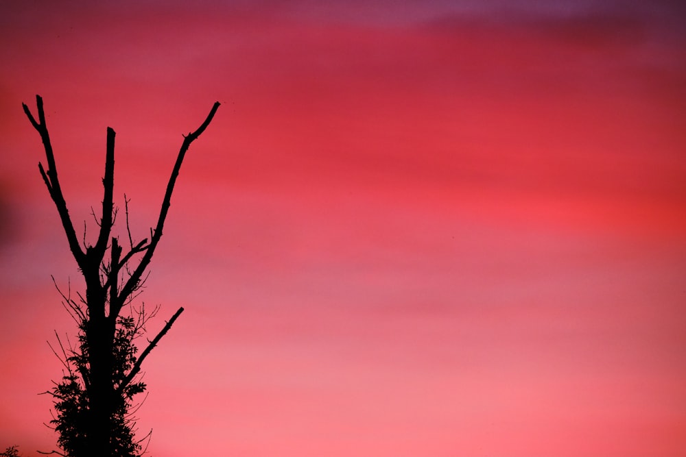 leafless tree under orange sky