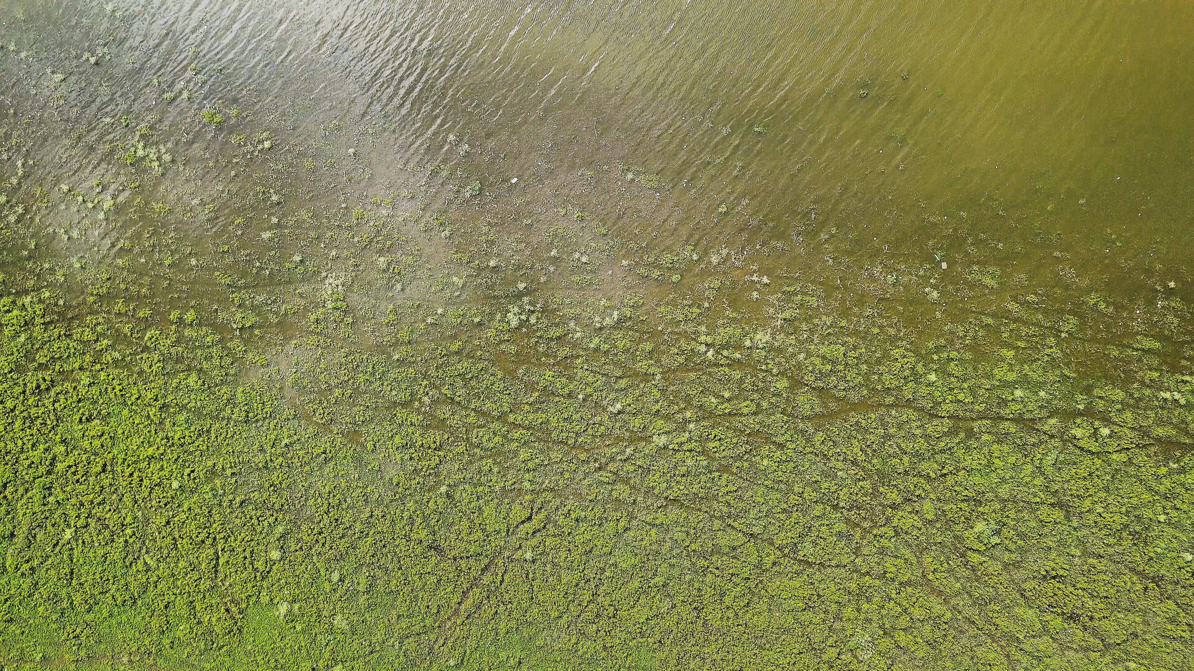 green grass field near body of water during daytime