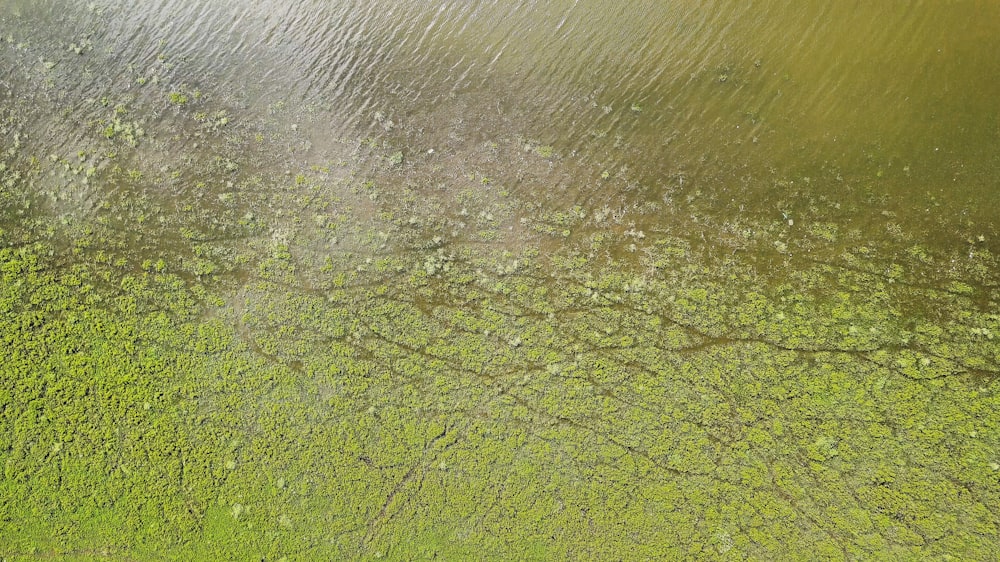 green grass field near body of water during daytime