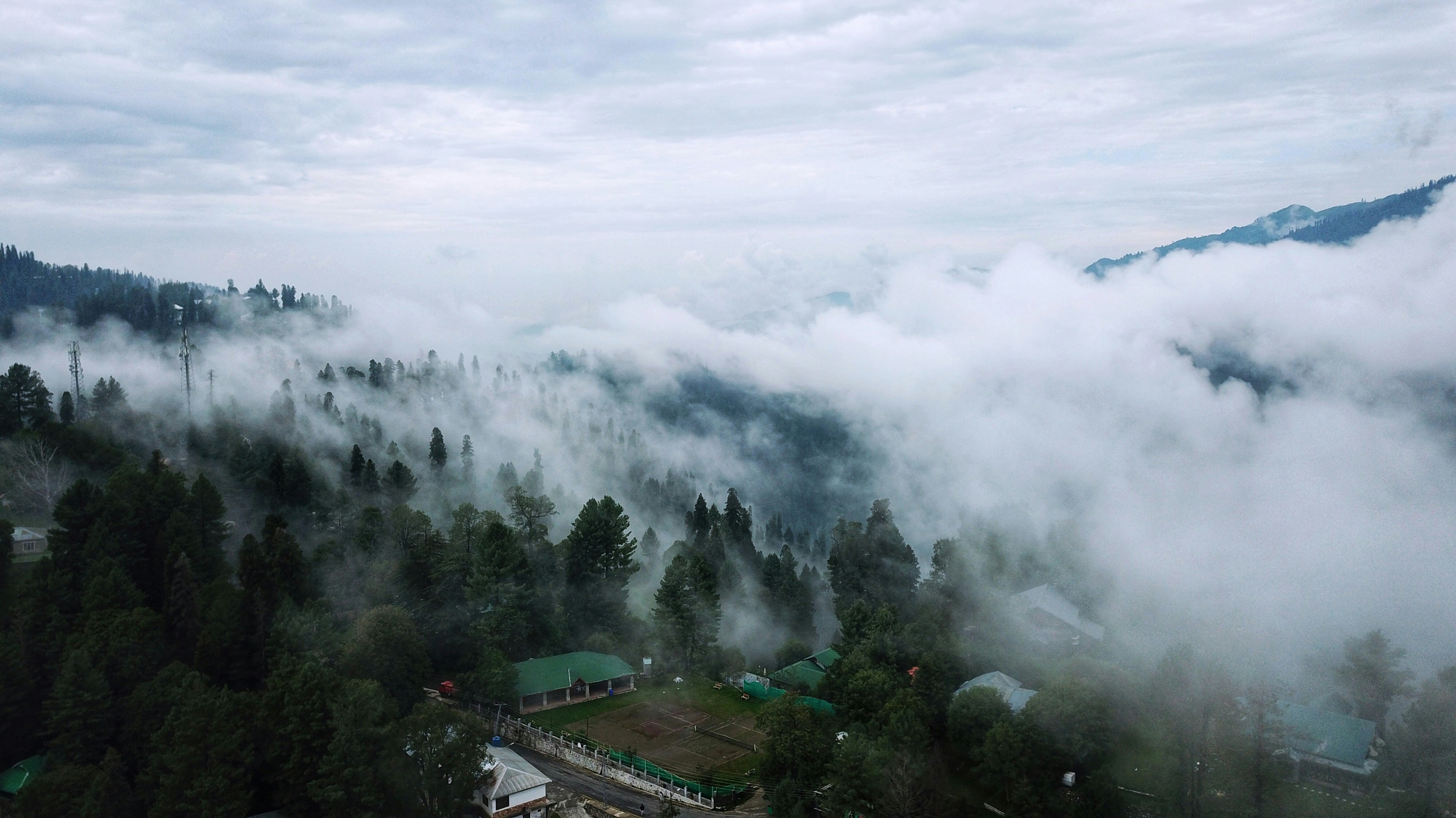 green trees covered by fog