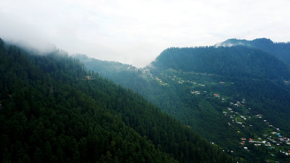 green trees on mountain during daytime