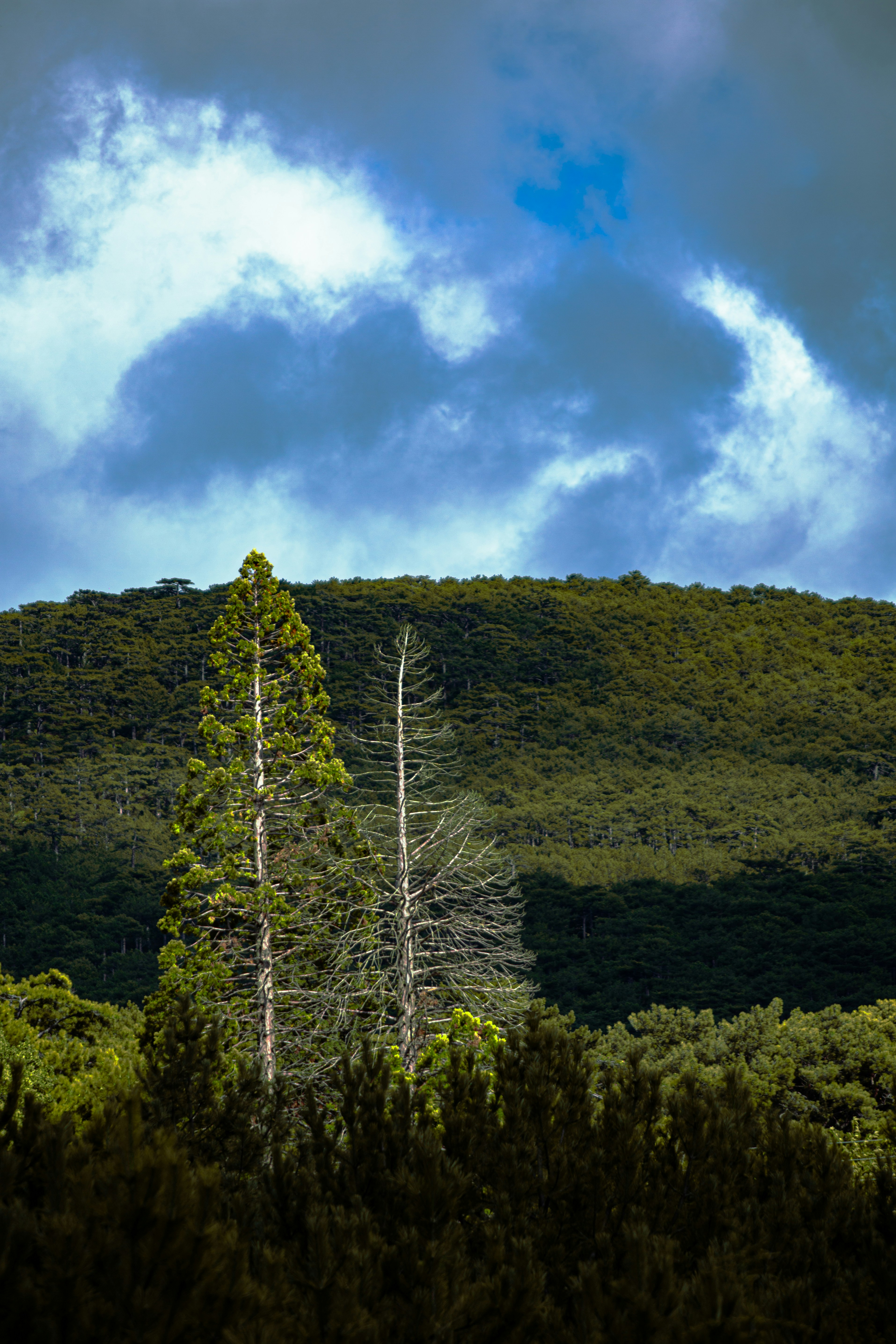 green trees on mountain under blue sky during daytime
