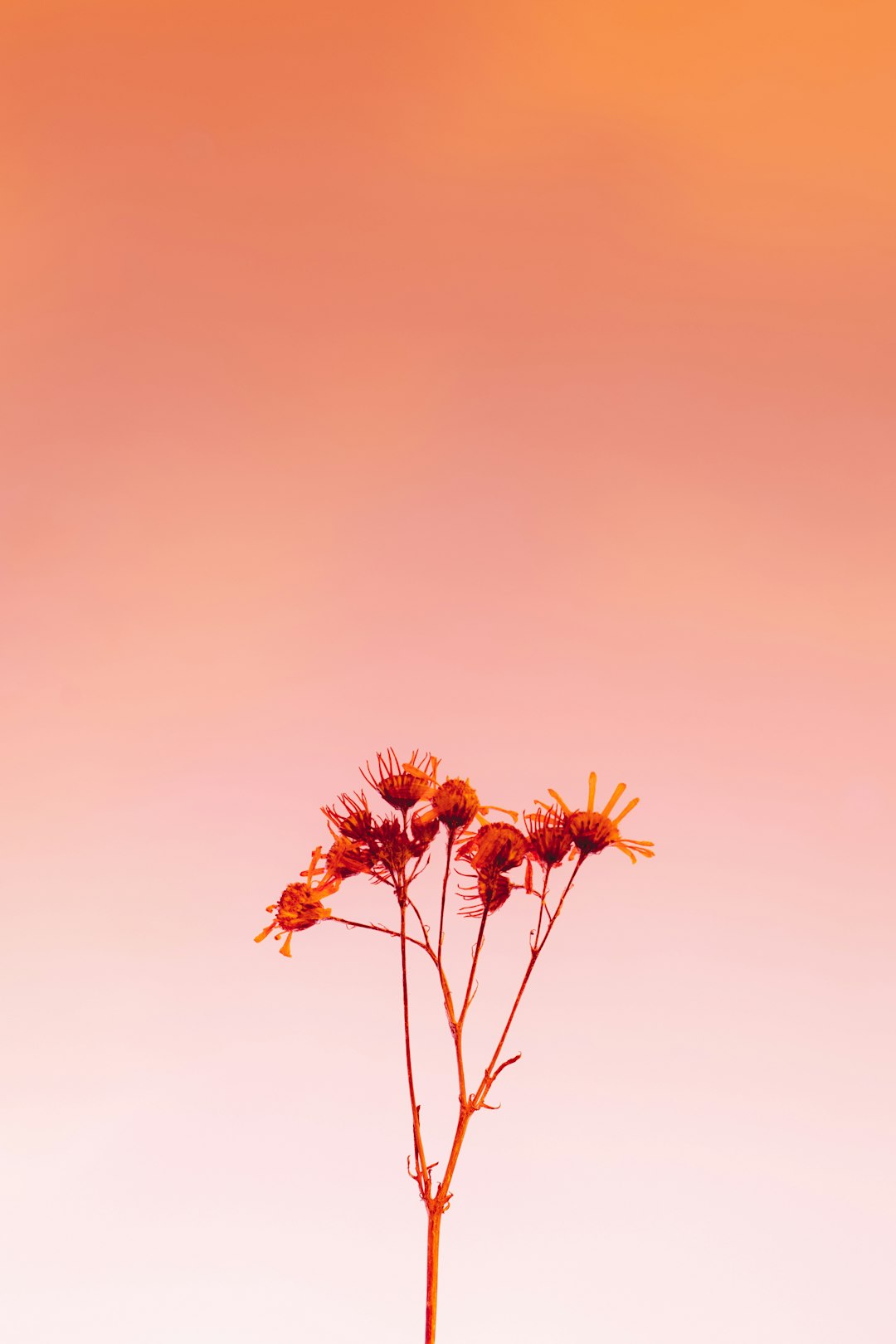 brown flowers under gray sky